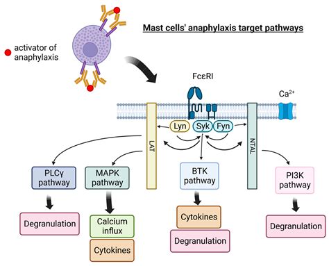 Cells | Free Full-Text | Mast Cells as a Target—A Comprehensive Review ...