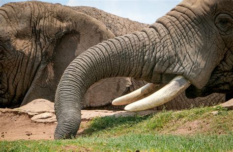 Elephant Tusks · Free Stock Photo