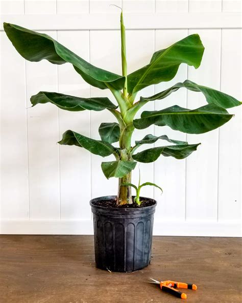 Super Dwarf Cavendish Banana | PlantVine