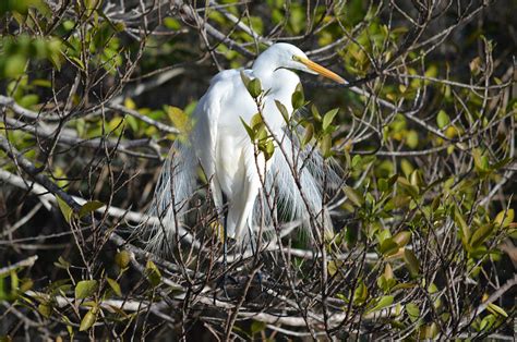 Great Egret White Nesting Display Photograph by Roy Erickson - Fine Art ...