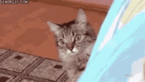 Cat Really GIF - Cat Really Thinking - Discover & Share GIFs