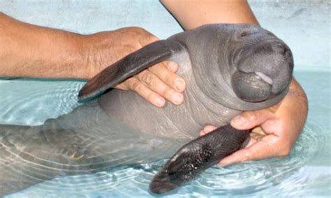 Friends of the Manatee: Adorable two-month old orphan manatee pictured ...