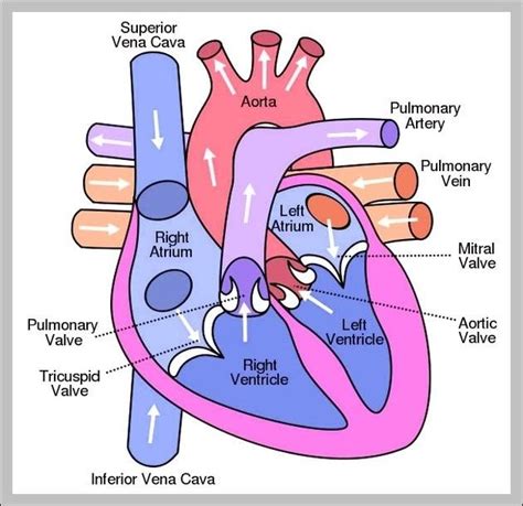 Blood circulation in human heart [colour figure can be viewed at ...