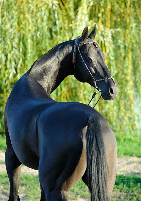 black akhal teke. These horses have such a liquid metal look ...