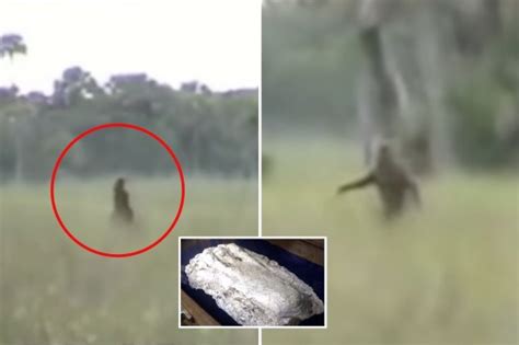 Inside hunt for 'Florida's Big Foot' the Skunk Ape with 'sightings ...