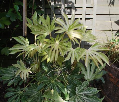 Fatsia japonica Spiders web... : Grows on You