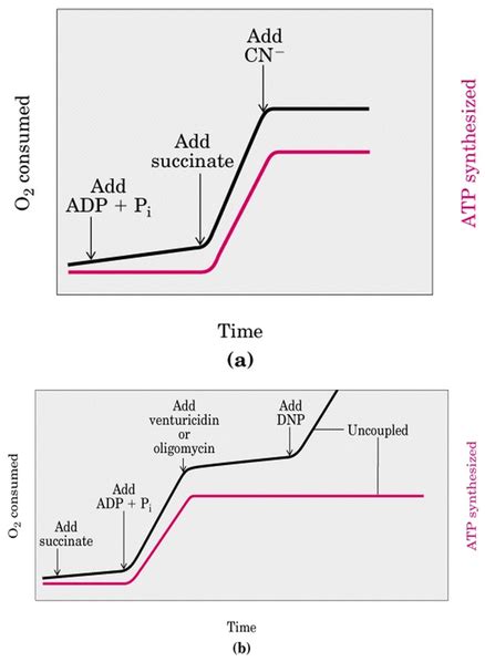 Chemiosmotic coupling hypothesis - Nilesh