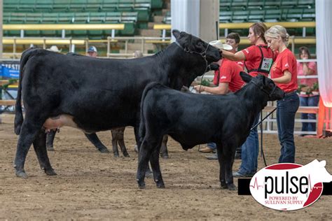 National Junior Limousin Show & Congress | Limousin Cow/Calf Pairs ...