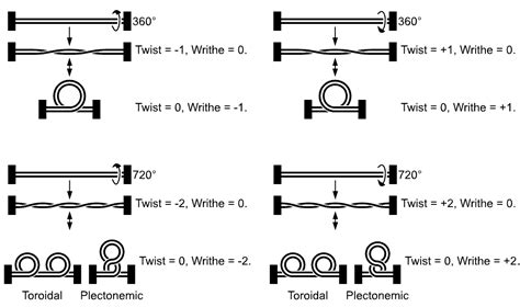 DNA supercoil