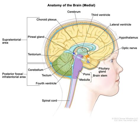 Childhood Ependymoma Treatment (PDQ®) - NCI