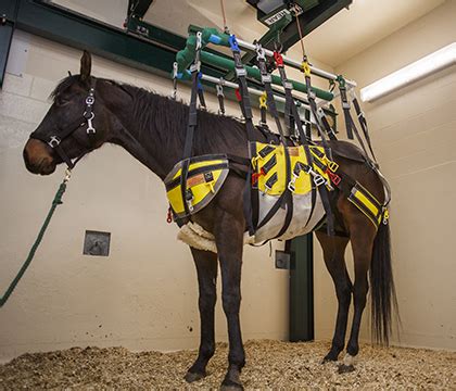 New device gives healing horses a lift - WCVM Today - Western College ...