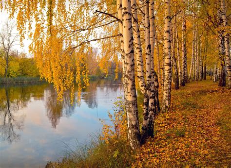 Meet 12 Species of Birch Trees - Betula Genus