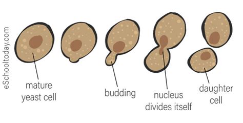 What is budding in asexual reproduction? – Eschooltoday