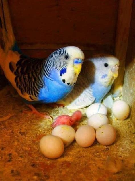 17 Best images about Parrotlets and Budgies on Pinterest | Birds ...