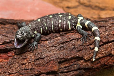 Animals as Friends: Baby Mexican Beaded Lizard