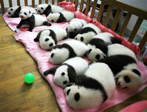 Why US-born panda Bao Bao is leaving for China: panda diplomacy ...