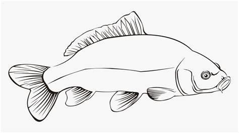 Carp 2 - Carp Fish Outline Drawing, HD Png Download , Transparent Png ...