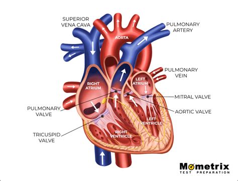 Blood Flow through the Heart Diagram | Quizlet