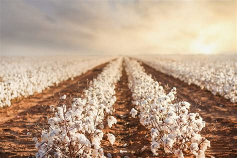 USDA praised for climate-friendly cotton farming initiatives | YnFx