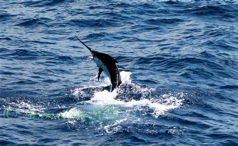 Fantastic start for the Gold Coast marlin fishing season - HotShot Charters