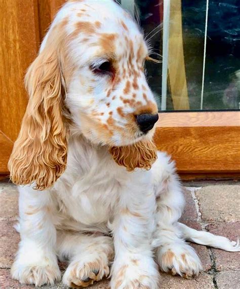 2019 hair goal | Spaniel puppies, Cocker spaniel puppies, Cute dogs