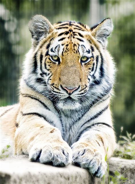 Kapla Siberian Tiger Büyük Kedi - Pixabay'de ücretsiz fotoğraf