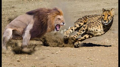 Most Amazing Wild Animal Fights | Lion vs Leopard vs Alligator vs ...