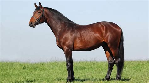 Hanoverian Horse Facts And Information - Breed Profile