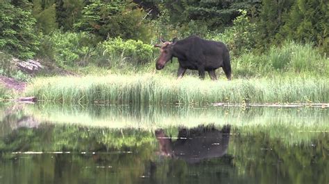 The Wolves and Moose of Isle Royale - YouTube