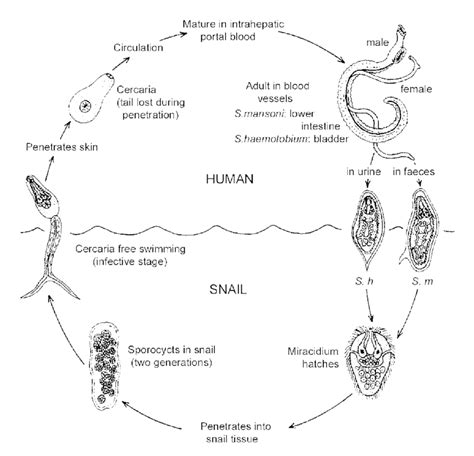 Schistosoma Species Life Cycle