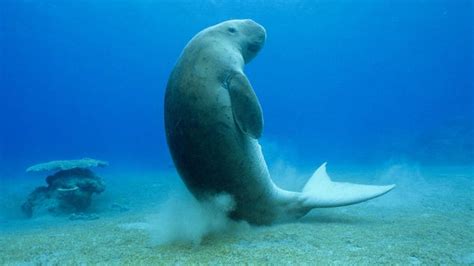 Résultat de recherche d'images pour "dugong" | Manatee, Dugong, Manatee ...