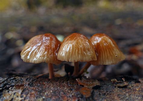 Mycena. - a photo on Flickriver