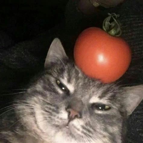 Funny Cat with a Tomato on Its Head