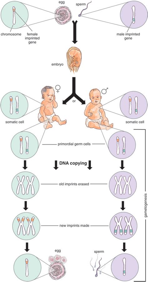 Genomic Imprinting Biology