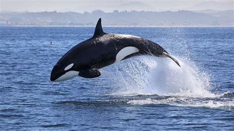 ORCAS