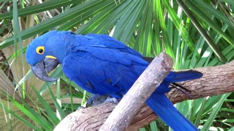 Blue Macaw Bird Song ~ Bird Call - YouTube