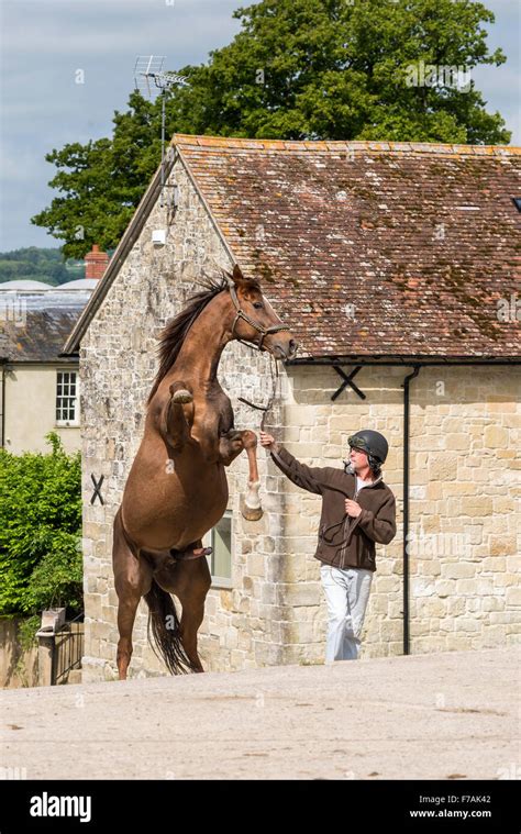 Horse mating hi-res stock photography and images - Alamy