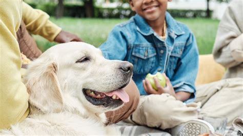 20 Best Family Dogs: How to Choose a Kid-Friendly Dog