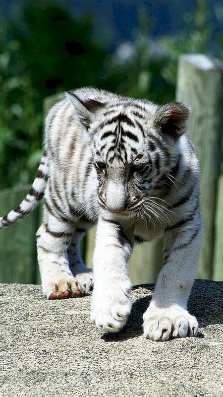 Cute Baby Tiger Wallpaper