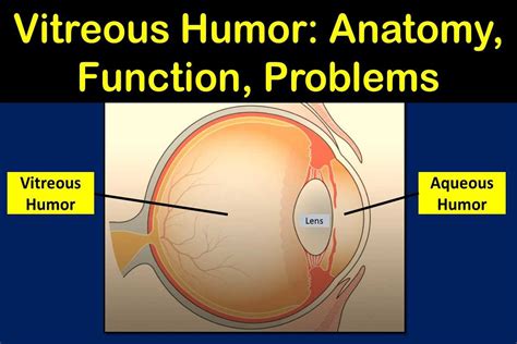 Vitreous Humor of the Eye: Anatomy, Function, & Problems | Health Kura