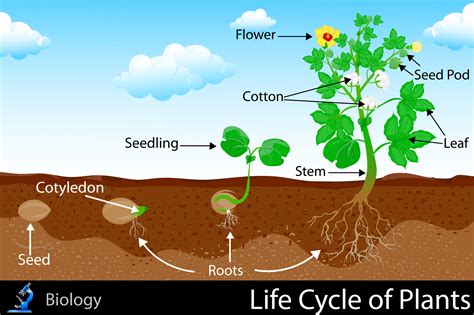 Life Cycle of Plants - KidsPressMagazine.com