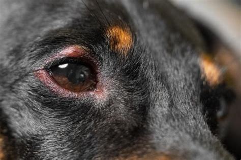 Dexamethasone for Dogs With Swollen Eyes - Dosage, Uses and Side Effects