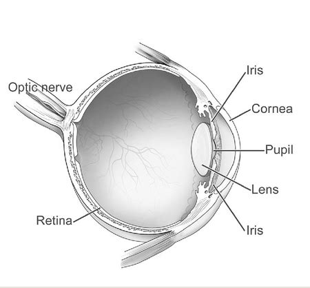 Pupil | Definition, Function & Characteristics - Video & Lesson ...