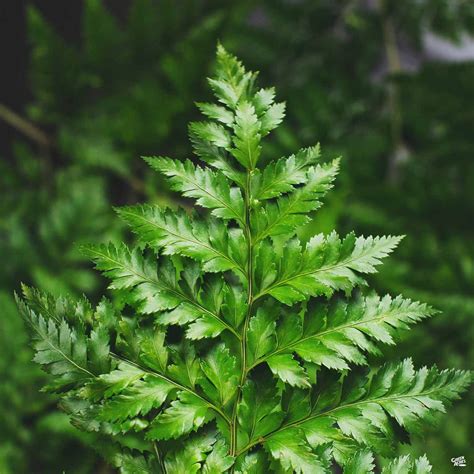 Leatherleaf Fern — Green Acres Nursery & Supply