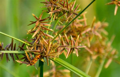 Nut Grass facts and health benefits