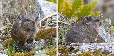 Pika near Sela Pass, Arunachal Pradesh, India. Photo by Benjamin ...