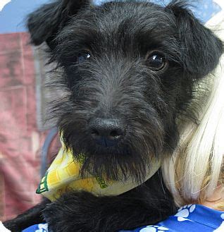 Inky | Adopted Puppy | LM | Allentown, PA | Schnauzer (Miniature ...