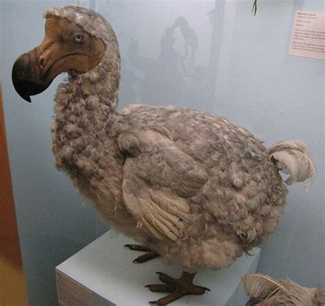 Extinct dodo taxidermy | Prehistoric animals, Extinction, Extinct animals