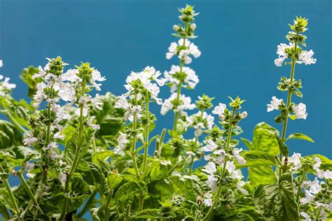 Should You Allow Basil Plants to Flower? | Gardener’s Path