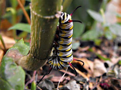 Queen Butterfly Caterpillar | Project Noah